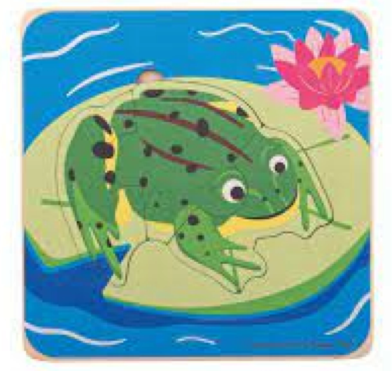 Puzzle en capas ciclo de vida Rana